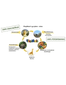 PlayMais žaidimas Smagu žaisti 500, Kaukės