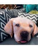 Splat Planet pagalvėlė-suvenyras LABRADORAS