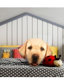 Splat Planet pagalvėlė-suvenyras LABRADORAS